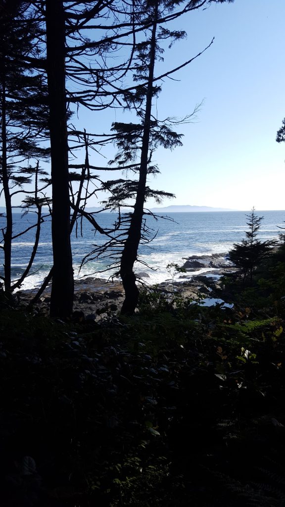 Image of trees and ocean - Aboriginal law, Indigenous Law, First Nation Law; about the Boulton Law Corporation a boutique Aboriginal law firm