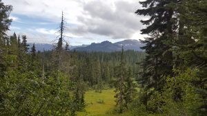 Image of forest and mountains - First Nations law; self-governance and nation building